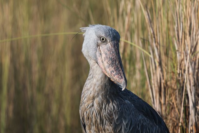 Uganda Birding & Gorilla Safari